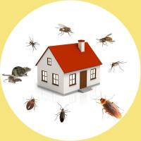 Pest Control Dandenong image 1